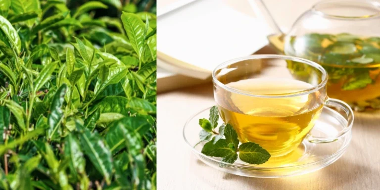 Descubra a importância do Chá Verde na sua dieta em 2026 e como ele pode transformar sua saúde e bem-estar. Não perca essa oportunidade!