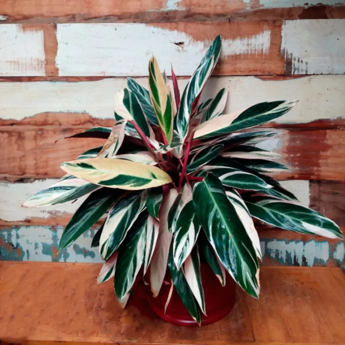 Este guia foi feito para você que: Mora em apartamento com varanda pequena ou sacada Quer plantas que não cresçam demais (nem tomem conta do ambiente) Precisa de vasos e suportes que otimizem espaço (vertical, suspenso, prateleiras) Busca links diretos para comprar no Mercado Livre com frete grátis